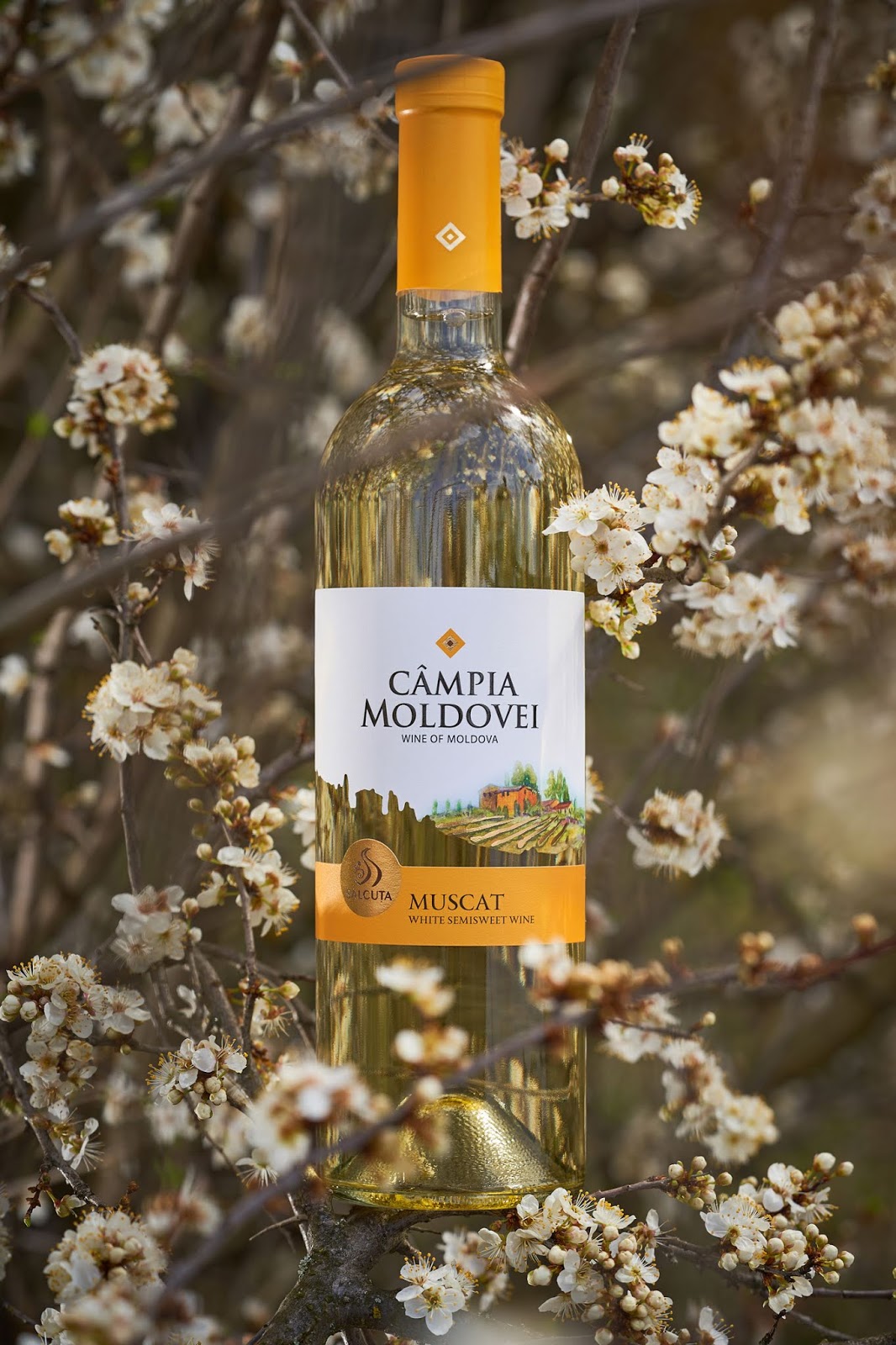 蘭州酒包裝設(shè)計公司(圖3)