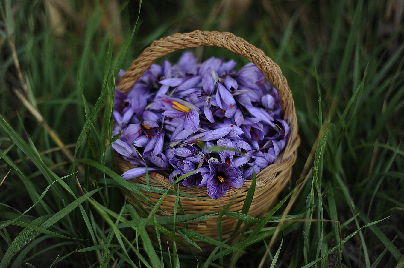藏紅花伴手禮包裝設(shè)計(jì)(圖2)