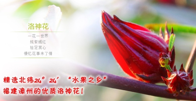 升龍華品牌logo與食品包裝設(shè)計(jì)欣賞(圖3)