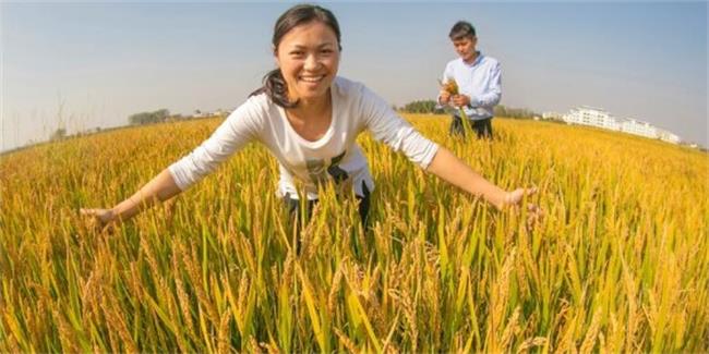 射陽大米 射陽大米食品包裝設計欣賞(圖3)